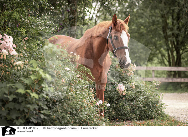 Warmblut / warmblood / IFE-01832