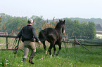 catching horse