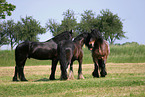 horses in the meadow