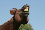 flehming horse