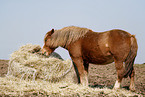 horse in hay