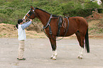 horse