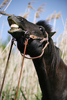 black horse