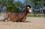 wallowing horse