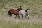 horse on meadow