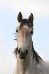 horse portrait