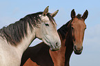 horse portrait