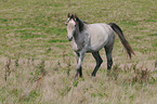 horse on meadow