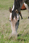 horse on meadow