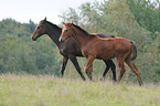 horse on meadow