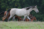 horse on meadow