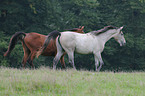 horse on meadow