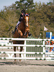 jumping horse