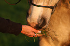 feeding a horse