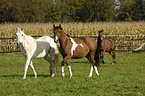 horses