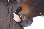 feeding a warm-blood
