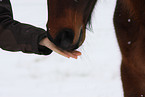 feeding a warm-blood
