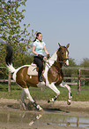 woman rides warmblood