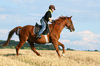 woman rides warmblood