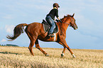 woman rides warmblood