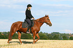 woman rides warmblood