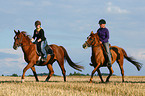women rides warmbloods