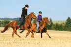 women rides warmbloods