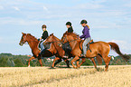women rides warmbloods