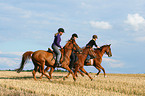 women rides warmbloods