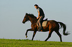 man rides warmblood