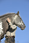 Appaloosa-crossbreed Portrait