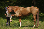 warmblood