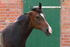 warmblood portrait
