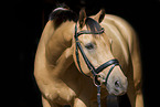 warmblood portrait