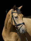 warmblood portrait