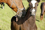 foal