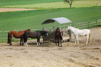 herd of horses