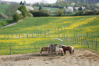 herd of horses