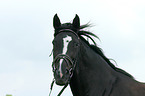 warmblood portrait