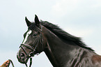 warmblood portrait
