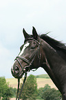 warmblood portrait