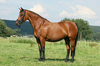 warmblood