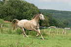 galloping warmblood