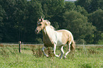 galloping warmblood