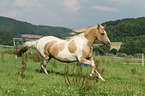 galloping warmblood