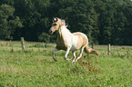 galloping warmblood