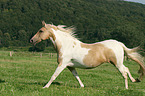 galloping warmblood