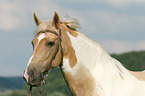 warmblood portrait