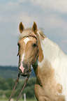 warmblood portrait
