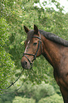 warmblood portrait